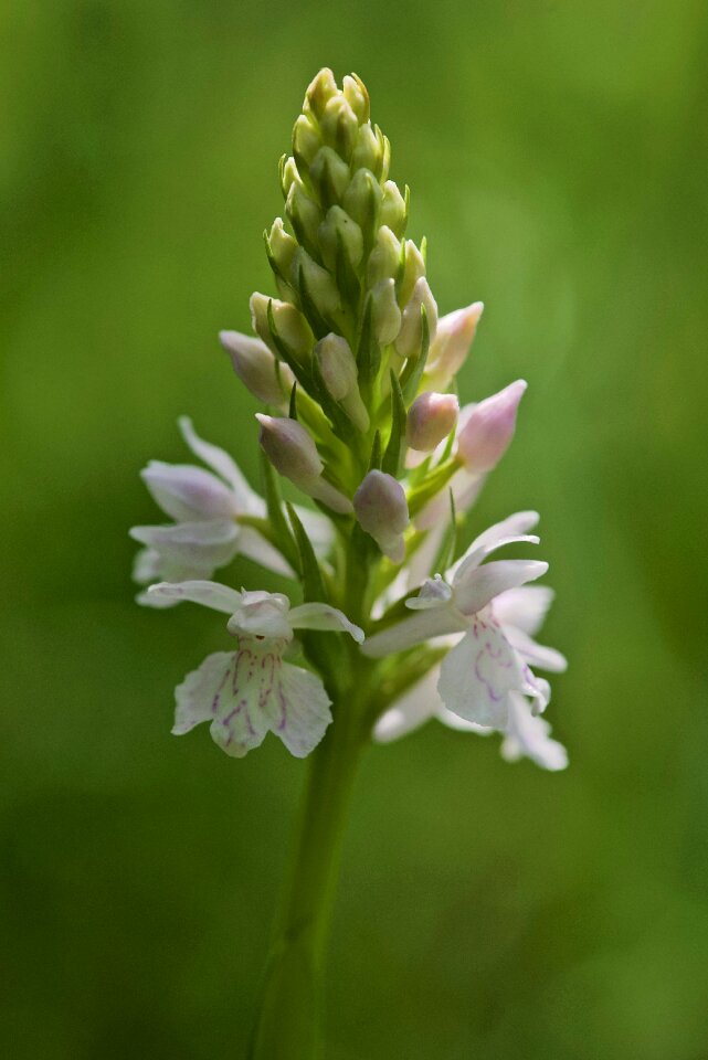 Dactylorhiza maculata flower flowering