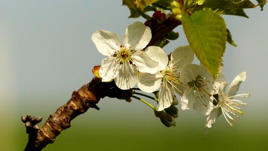 Cherry blossom branch fruit tree photo