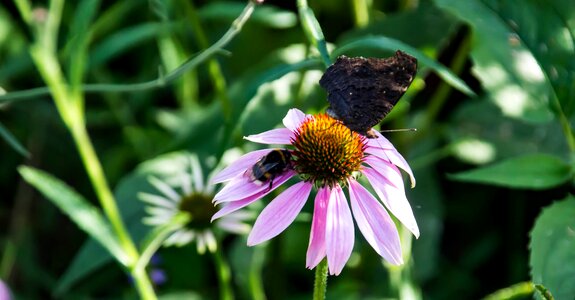 Summer butterfly bumblebee