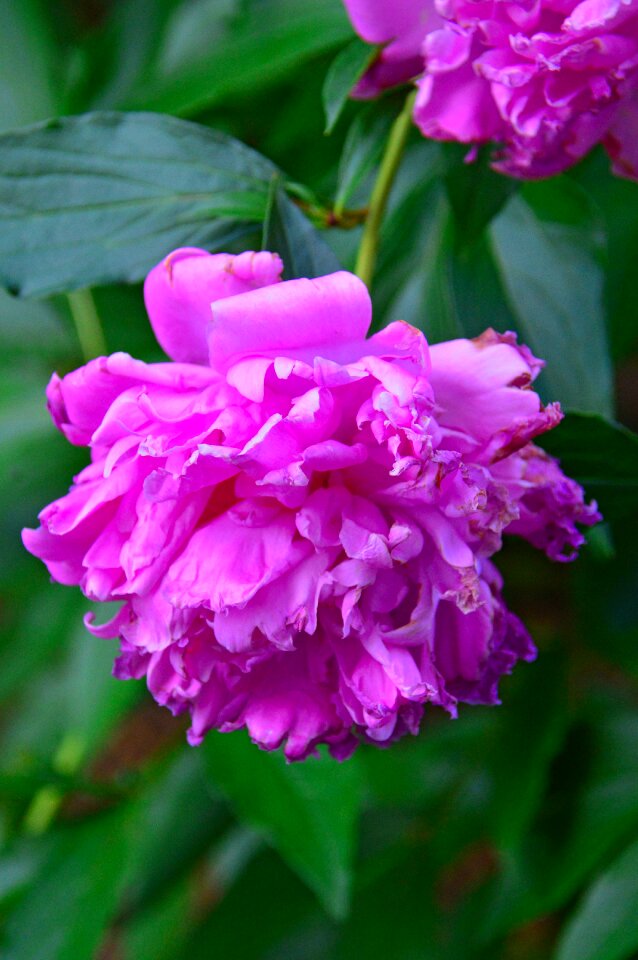 Love flower romantic