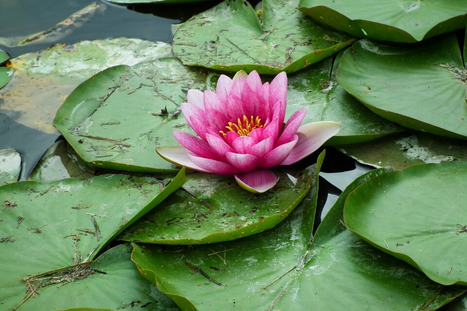 Pink foliage nature