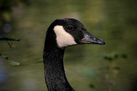 Wild goose bill head photo