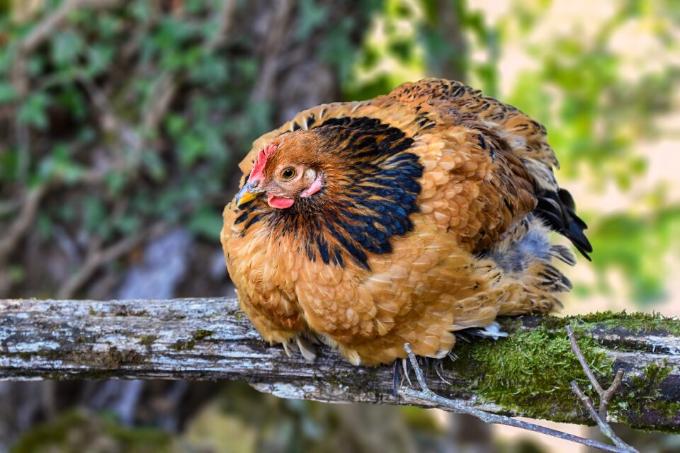 Bird animal poultry