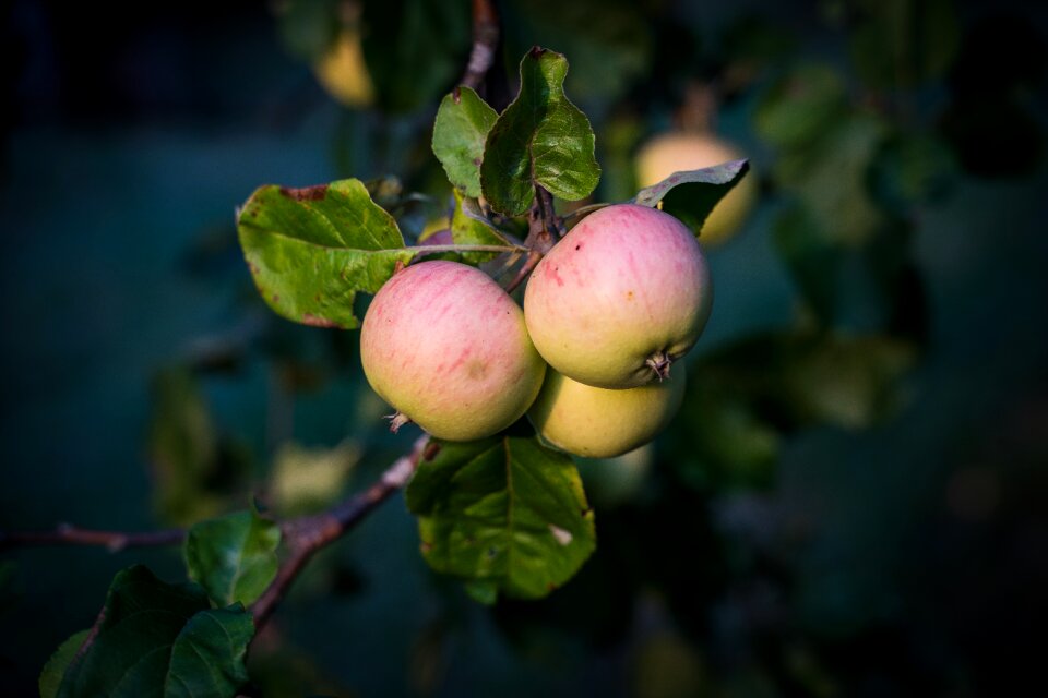 Red green growth fruit