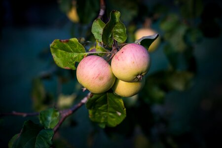 Red green growth fruit