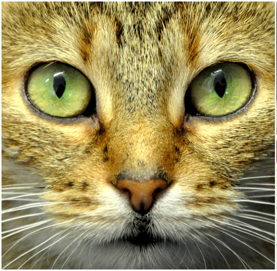 Cat domestic cat animal