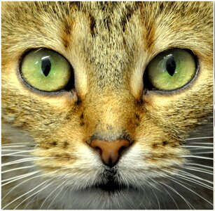 Cat domestic cat animal photo