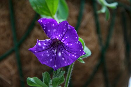 Stains spotted garden petunia