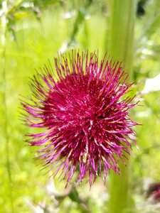 Natural field flower