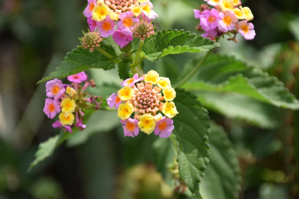 Blossom bloom close up photo