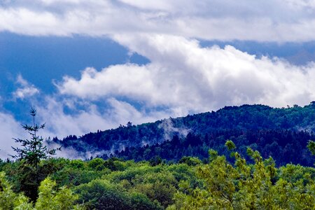 Forest trees fir