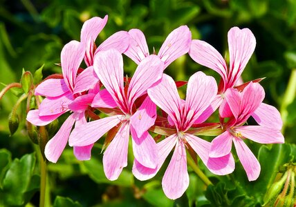Flamed balcony plant geranium