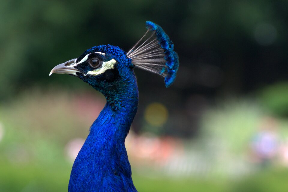 Blue feather plumage