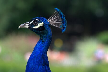Blue feather plumage photo