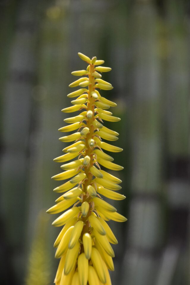 Yellow flower spain