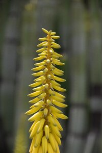 Yellow flower spain