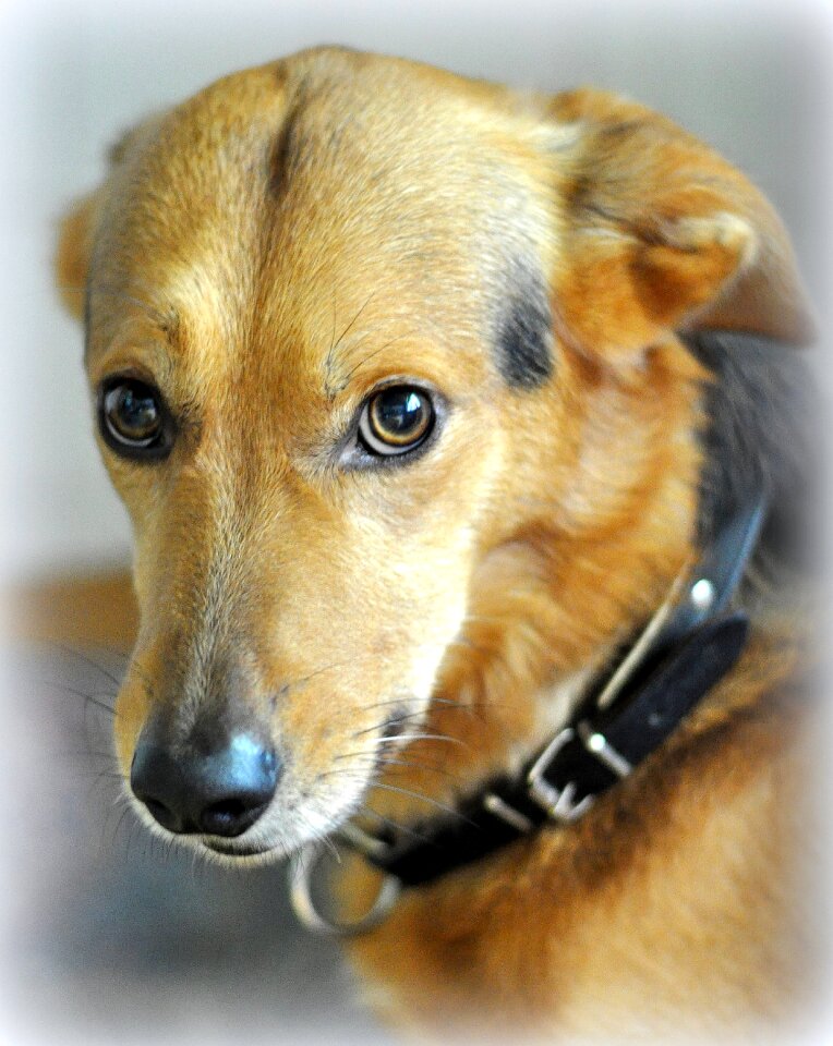 Pet animal welfare dog look