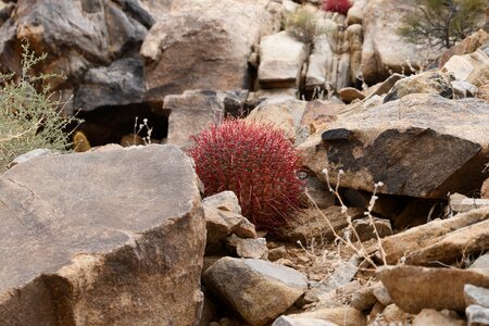 Joshua tree desert cacti