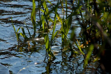 Green close up bank