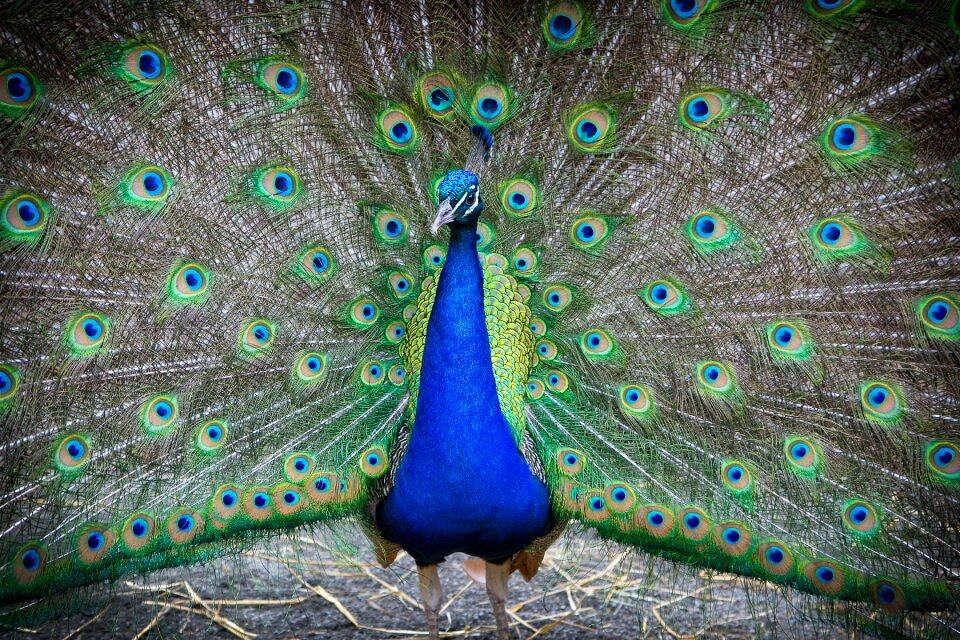 Zoo wildlife peacock