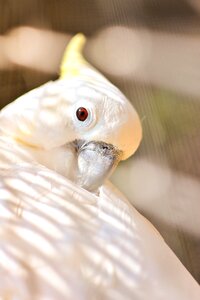 Wild fowl white feather bird kratua