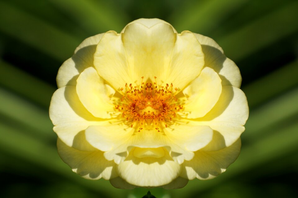 Blossom bloom flower