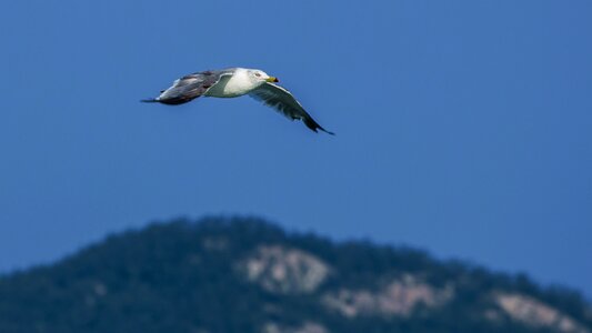 Birds nature outdoor