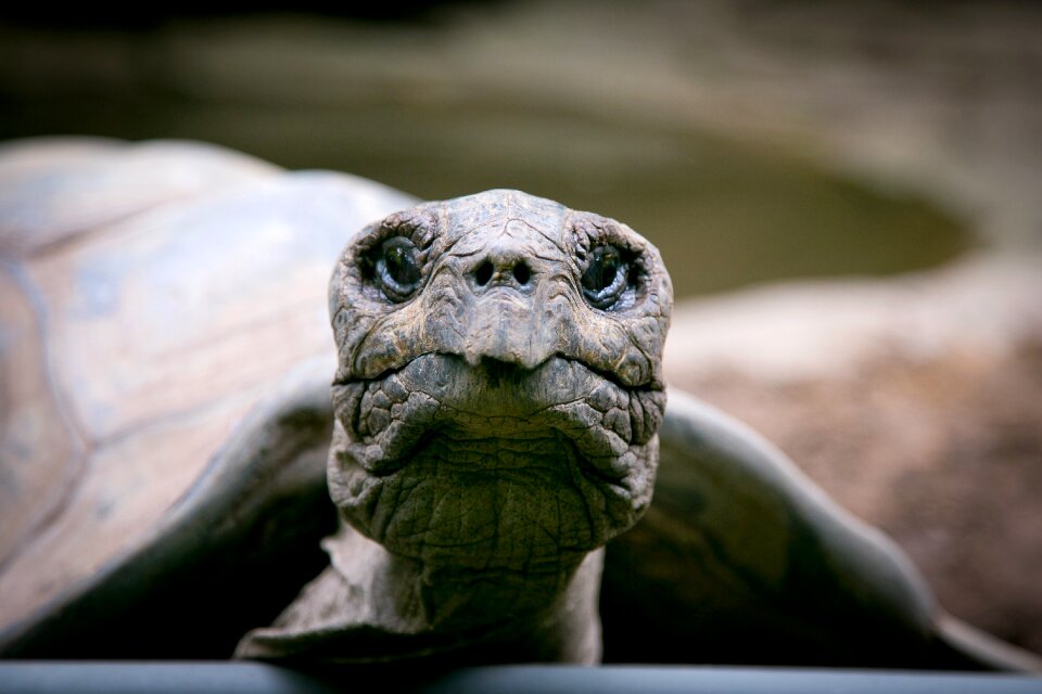 Zoo wildlife turtle