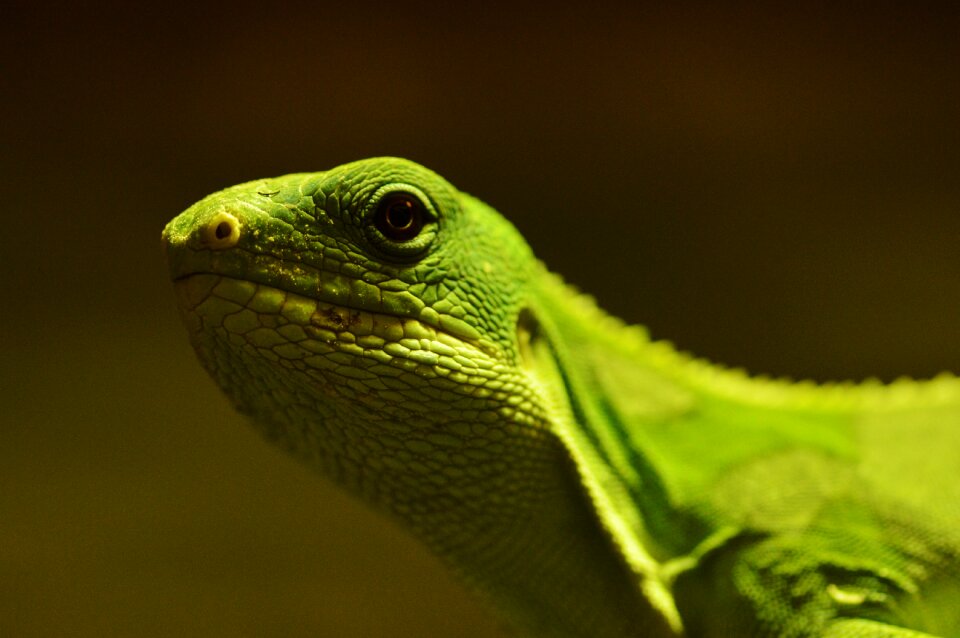 Lizard reptile animal