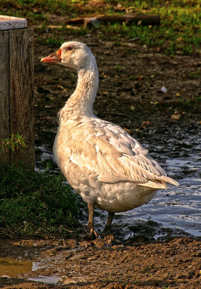 Free range domestic goose livestock