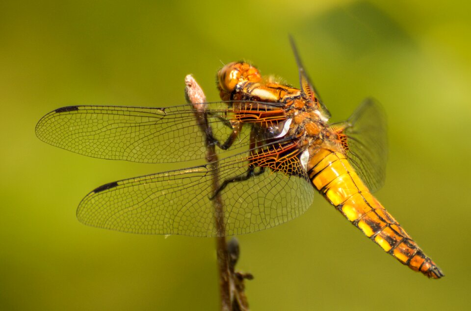 Macro insect nature