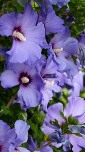 Hedge flowers blue