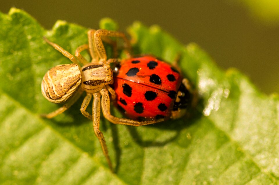 Ladybug macro insect