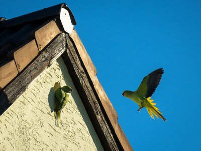 Necked parakeet flying entertain