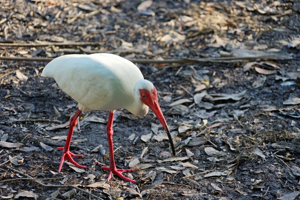 Wildlife feather beak