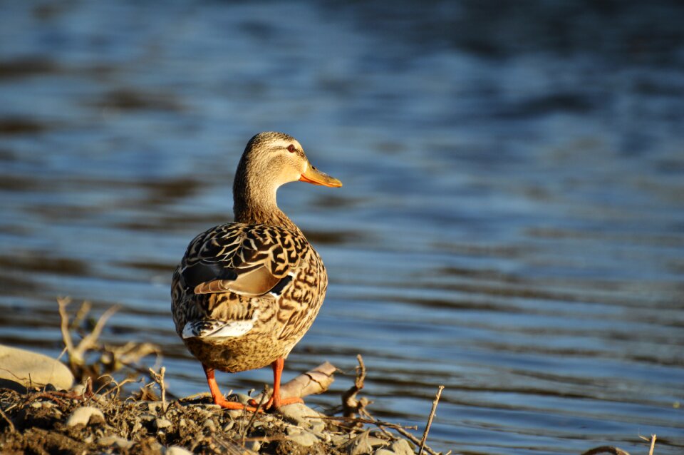 Water nature water bird