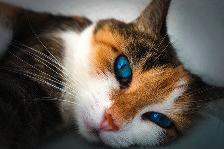 Lucky cat concerns fluffy