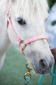 Pony rides white pony animal