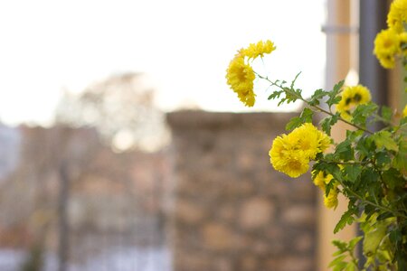 Yellow gate summer