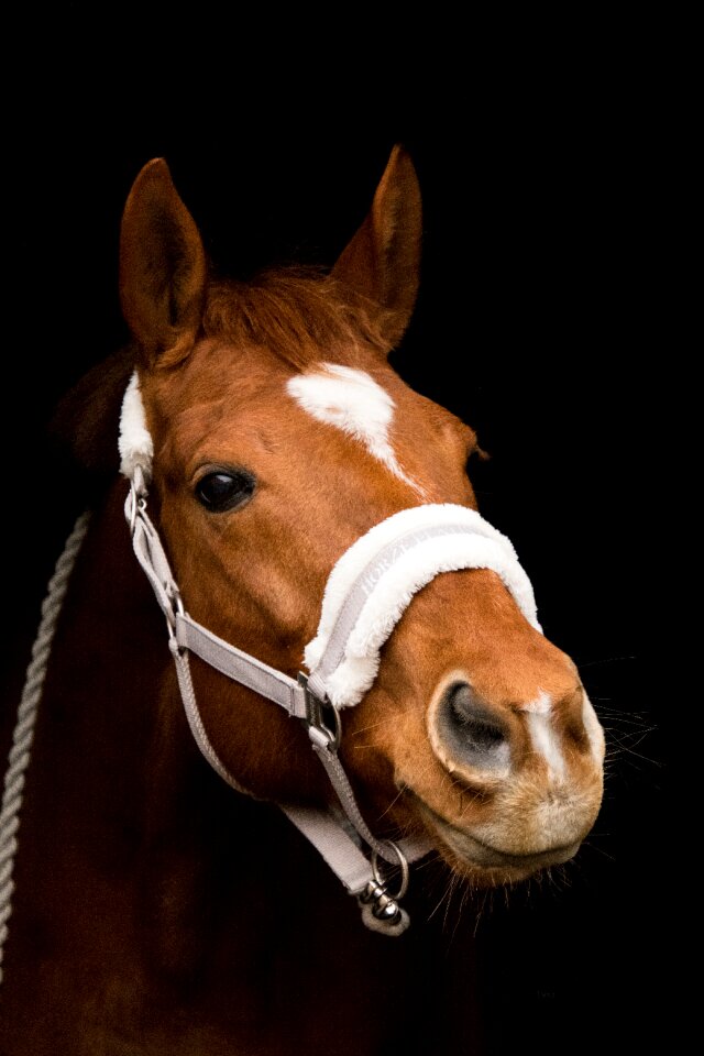 Head nostrils animal
