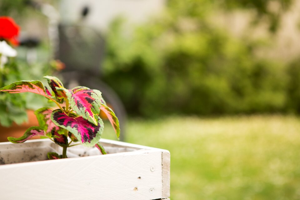 Colorful plant spring