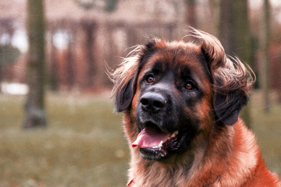 Portrait animal tongue