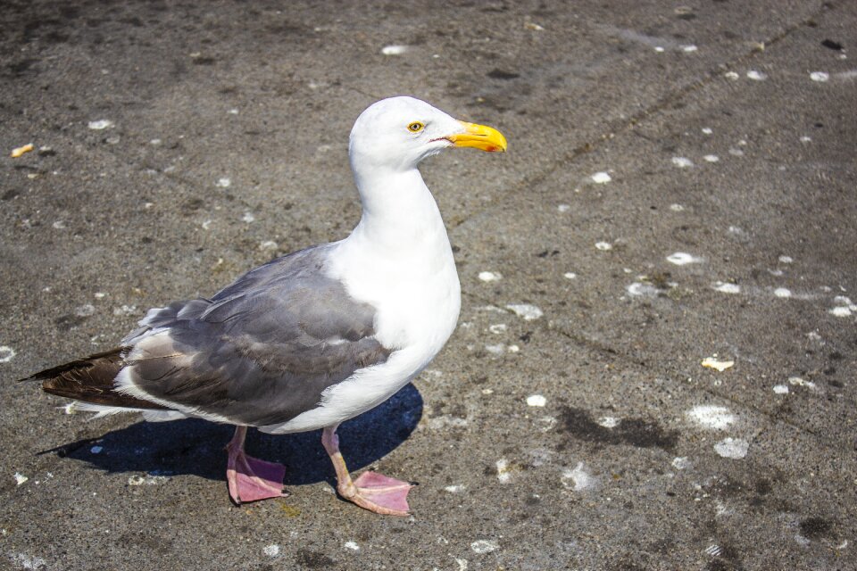 Looking animal rest