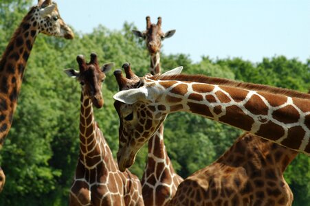 Tallest neck long