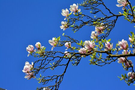 Spring spring blossoms tree