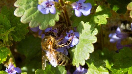 Macro nectar flower photo