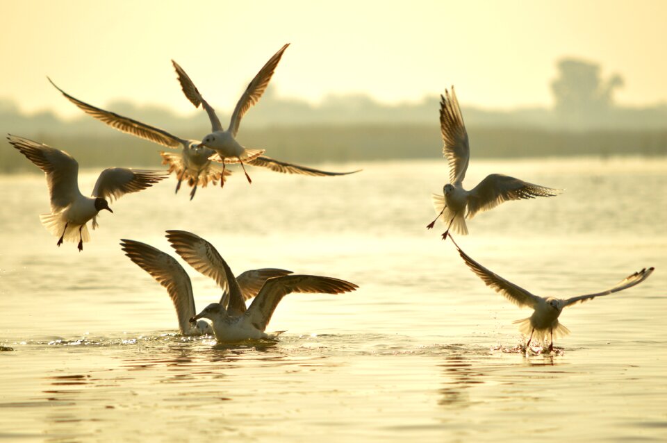 Yellow sea yellow birds yellow ocean