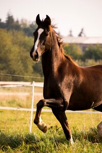 American saddlebred horse trot