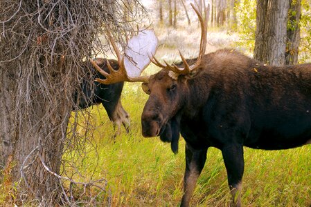 Elk animal mammal photo