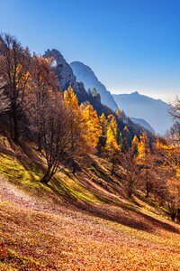 Autumn mood hiking tree